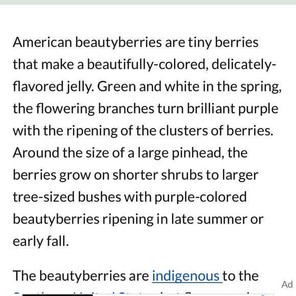 One half pint jar of beauty berry jelly from Yellow Flower Farm. Organic Non gmo - Picture 7 of 8